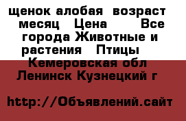 щенок алобая .возраст 1 месяц › Цена ­ 7 - Все города Животные и растения » Птицы   . Кемеровская обл.,Ленинск-Кузнецкий г.